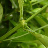 Pavetta indica L.